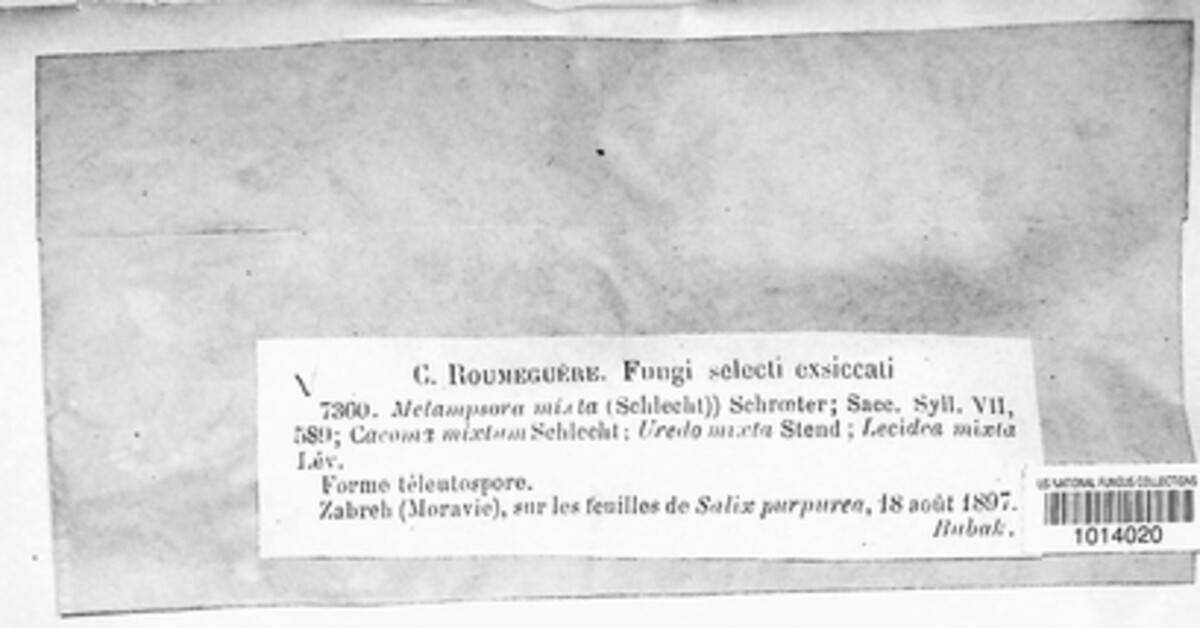 Melampsora epitea image